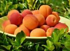 Apricot Fragrance Oil ~ For Candle, Soap, Lotion, Bath & Body & Crafts