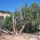 Cedar & Sage Fragrance Oil ~ For Candle, Soap, Lotion, Bath & Body & Crafts