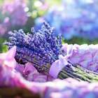 Fresh Lavander (dupe) Fragrance Oil ~ For Candle, Soap, Lotion, Bath & Body