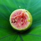 Island Guava (dupe) Fragrance Oil ~ For Candle, Soap, Lotion, Bath & Body