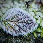 Jack Frost (dupe) Fragrance Oil ~ For Candle, Soap, Lotion, Bath & Body & Crafts