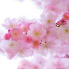 Japanese Cherry Blossom Fragrance Oil ~ Candle, Soap, Lotion, Bath & Body