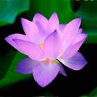 Japanese Lotus Blossom Fragrance Oil ~ For Candle, Soap, Lotion, Bath & Body