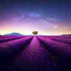 French Lavender (dupe) Fragrance Oil ~ For Candle, Soap,Lotion, Bath & Body