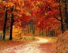 Autumn Leaves (dupe) Fragrance Oil ~ For Candle, Soap, Lotion, Bath & Body [5 variations]