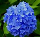 Blue Hydrangea (dupe) Fragrance Oil ~ For Candle, Soap, Lotion, Bath & Body
