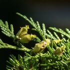 Cedar & Amber Fragrance Oil ~ For Candle, Soap, Lotion, Bath & Body & Crafts