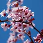 Cherry Blossom (dupe) Fragrance Oil ~ For Candle, Soap, Lotion, Bath & Body