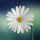 Daisy Fragrance Oil ~ For Candle, Soap, Lotion, Bath & Body & Crafts