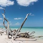 Driftwood & Sea Salt Fragrance Oil ~ Candle, Soap, Lotion, Bath & Body & Crafts