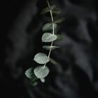 Eucalyptus Mint Fragrance Oil ~ For Candle, Soap, Lotion, Bath & Body & Crafts