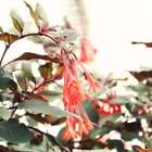 Honeysuckle (dupe) Fragrance Oil ~For Candle, Soap, Lotion, Bath & Body & Crafts