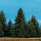 Evergreen Fragrance Oil ~ For Candle, Soap, Lotion, Bath & Body & Crafts