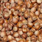 Hazelnut Fragrance Oil ~ For Candle, Soap, Lotion, Bath & Body & Crafts