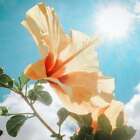 Hibiscus Fragrance Oil ~ For Candle, Soap, Lotion, Bath & Body & Crafts