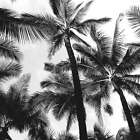 Black Coconut (dupe) Fragrance Oil ~ For Candle, Soap, Lotion, Bath & Body