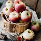 Apple Jack & Peel Fragrance Oil ~ For Candle, Soap, Lotion, Bath & Body & Crafts