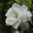 Gardenia (dupe) Fragrance Oil ~ For Candle, Soap, Lotion, Bath & Body & Crafts