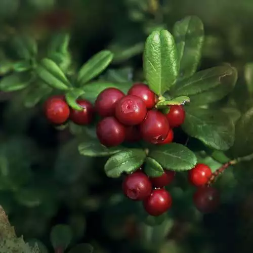 Cranberry Woods Fragrance Oil ~ For Candle, Soap, Lotion, Bath & Body & Crafts