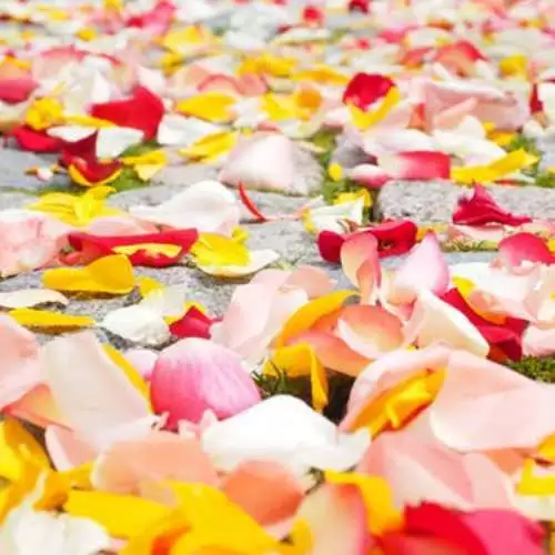 Honeysuckle Rose Fragrance Oil ~ Candle, Soap, Lotion, Bath & Body & Crafts