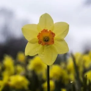 Daffodil Fragrance Oil ~ For Candle, Soap, Lotion, Bath & Body & Crafts