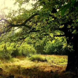 Enchanted Oaks Fragrance Oil ~ For Candle, Soap, Lotion, Bath & Body & Crafts