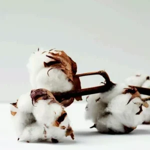 Cotton Blossom (dupe) Fragrance Oil – For Candle, Soap, Lotion, Bath & Body