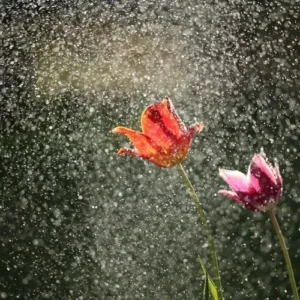 China Rain (dupe) Fragrance Oil ~ Candle, Soap, Lotion, Bath & Body & Crafts