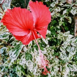 Hibiscus & White Amber Fragrance Oil ~ For Candle, Soap, Lotion, Bath & Body