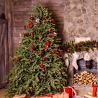 Christmas Tree (dupe) Fragrance Oil ~ For Candle, Soap, Lotion, Bath & Body