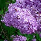 Lilac Rain Fragrance Oil ~ For Candle, Soap, Lotion, Bath & Body & Crafts