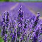 Lavender (dupe) Fragrance Oil ~ For Candle, Soap, Lotion, Bath & Body & Crafts