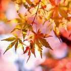 Leaves (dupe) Fragrance Oil ~ For Candle, Soap, Lotion, Bath & Body & Crafts