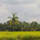 Lemongrass Coconut Fragrance Oil ~For Candle, Soap, Lotion, Bath & Body & Crafts