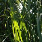 Lemongrass Sage Fragrance Oil ~ For Candle, Soap, Lotion, Bath & Body & Crafts