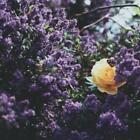 Lilac Blossom (dupe) Fragrance Oil ~ For Candle, Soap, Lotion, Bath & Body & Craft