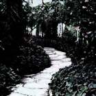 Moonlight Path (dupe) Fragrance Oil ~ For Candle, Soap, Lotion, Bath & Body