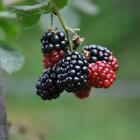 Mulberry Fragrance Oil ~ For Candle, Soap, Lotion, Bath & Body & Crafts