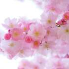 Peach Blossom (dupe) Fragrance Oil ~ For Candle, Soap, Lotion, Bath & Body & Craft