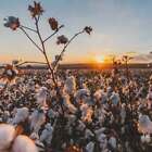 Sea Island Cotton Fragrance Oil ~ For Candle, Soap, Lotion, Bath & Body & Crafts