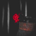 Spellbound Fragrance Oil ~ Candle, Soap, Lotion, Bath & Body & Crafts