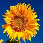 Sunflower Fragrance Oil ~ For Candle, Soap, Lotion, Bath & Body & Crafts