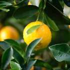 Sunkissed Citrus (dupe) Fragrance Oil ~ For Candle, Soap, Lotion, Bath & Body