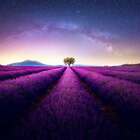 Sweet Lavender Fragrance Oil ~ For Candle, Soap, Lotion, Bath & Body & Crafts