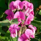 Sweet Pea (dupe) Fragrance Oil ~ For Candle, Soap, Lotion, Bath & Body & Crafts