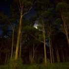 Twilight Woods (dupe) Fragrance Oil ~ For Candle, Soap, Lotion, Bath & Body