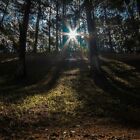 Velvet Woods Fragrance Oil ~ For Candle, Soap, Lotion, Bath & Body & Crafts