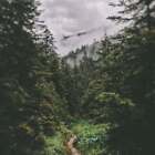 Scotch Pine Fragrance Oil ~ For Candle, Soap, Lotion, Bath & Body & Crafts