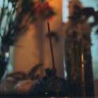 Sandalwood Vanilla (dupe) Fragrance Oil ~ For Candle, Soap, Lotion, Bath & Body