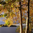 Lakeside Birch Fragrance Oil ~ Candle, Soap, Lotion, Bath & Body & Crafts